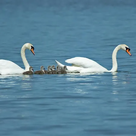 Le Terrazze * Lido di Spina