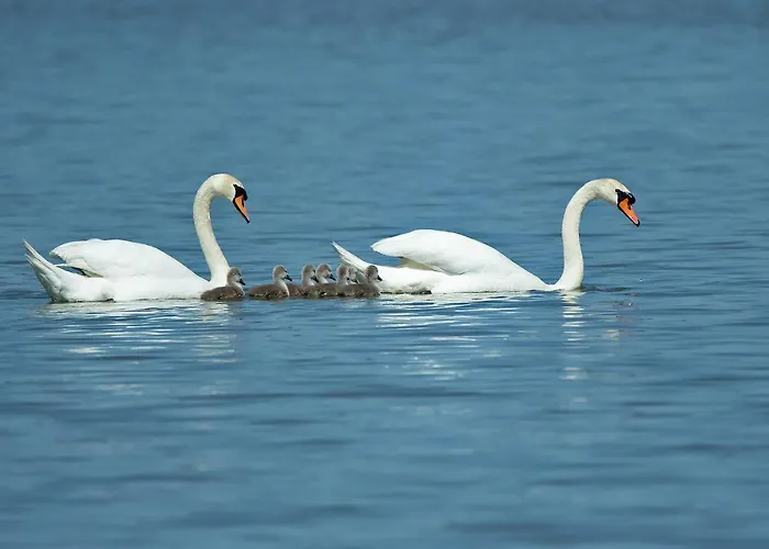 Le Terrazze * Lido di Spina